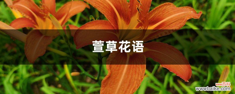 萱草花语