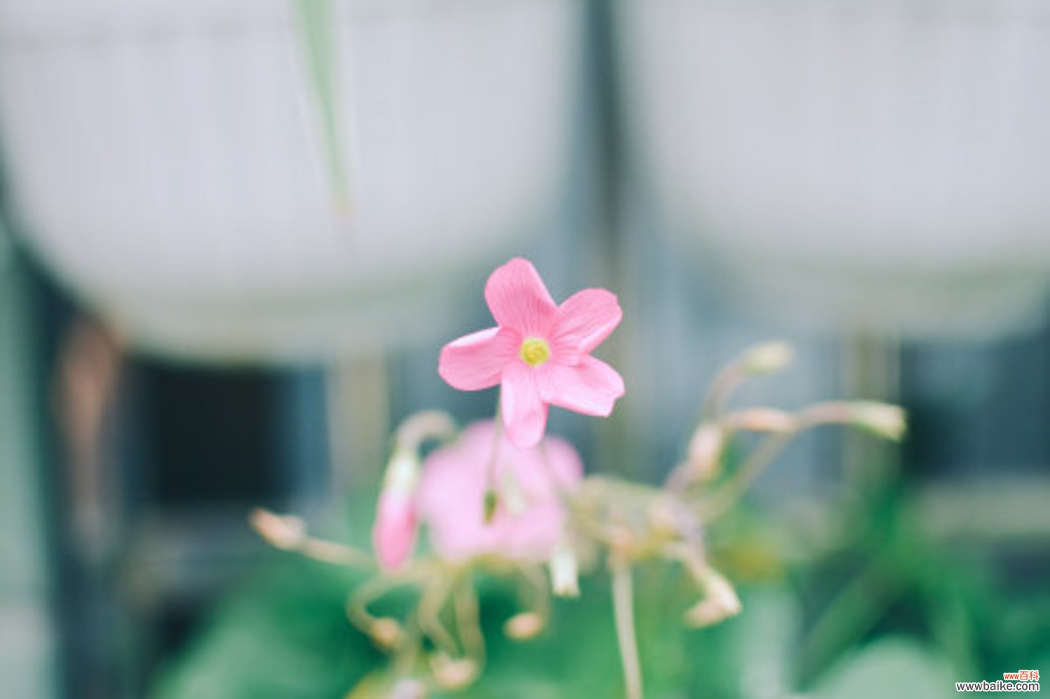 醡浆草花语大全