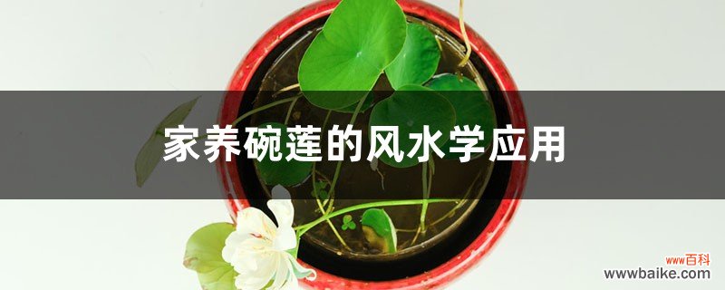 家养碗莲的风水学应用