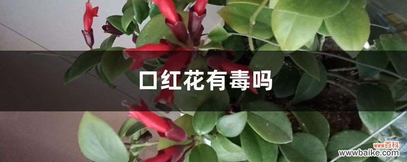 口红花有毒吗