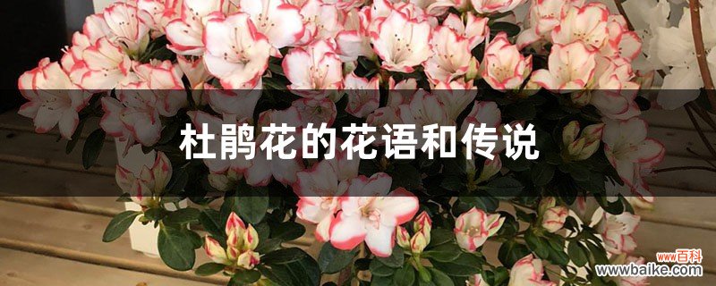 杜鹃花的花语和传说