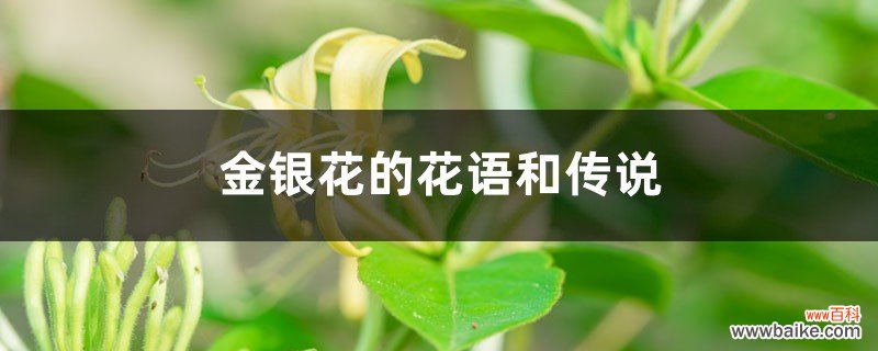 金银花的花语和传说