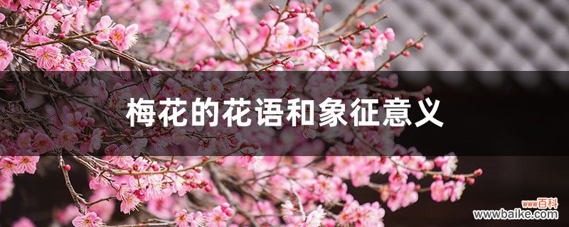 梅花的花语和象征意义