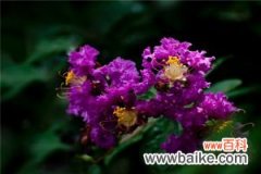 紫薇花的观赏作用