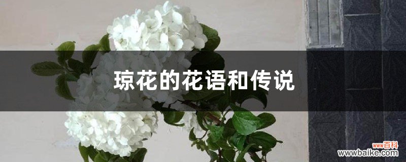 琼花的花语和传说