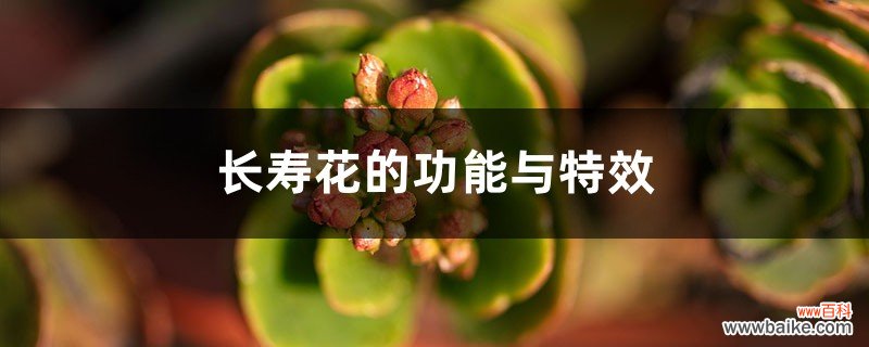 长寿花的功能与特效