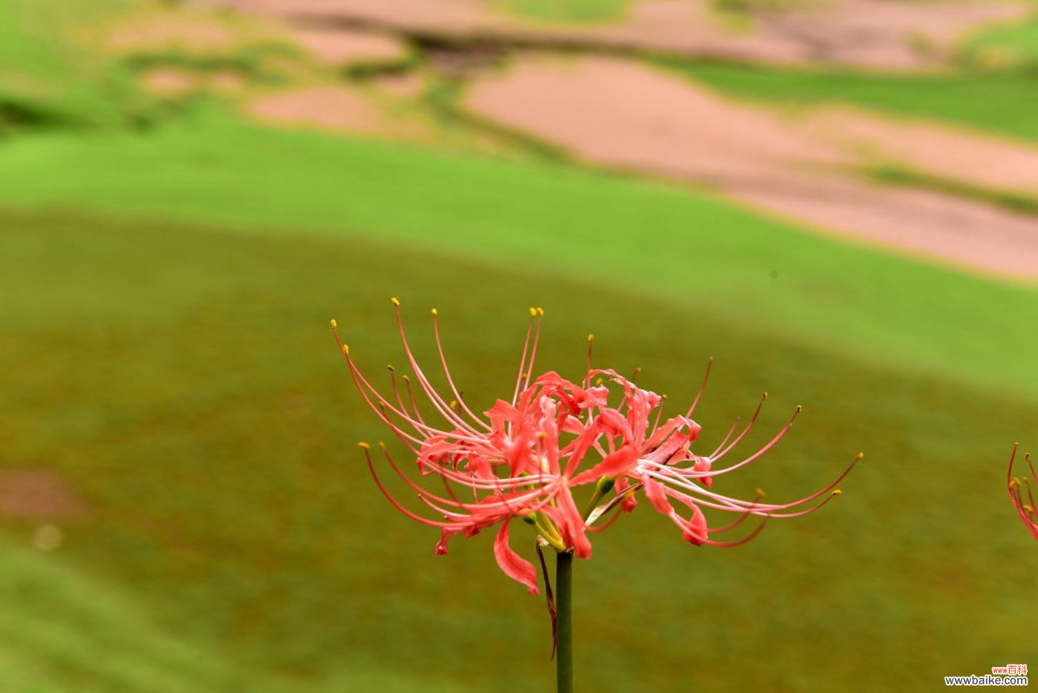 彼岸花花语