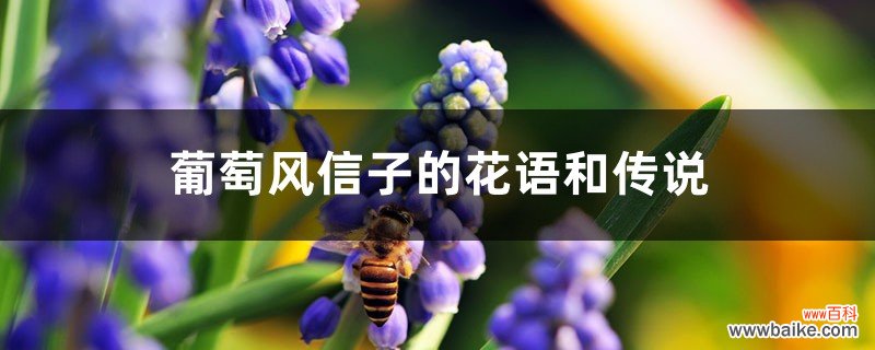 葡萄风信子的花语和传说