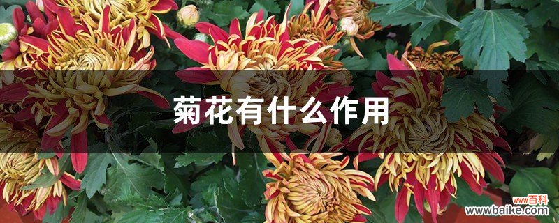 菊花有什么作用