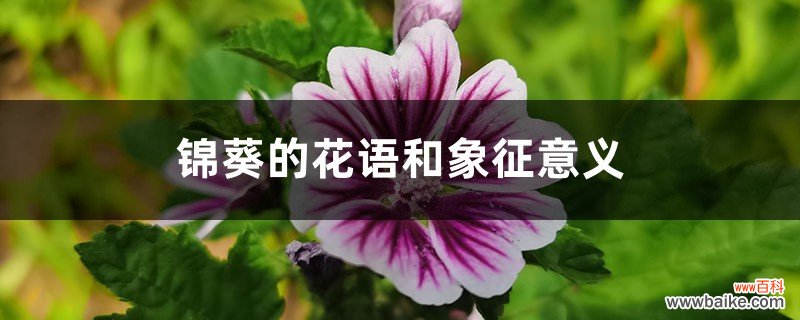 锦葵的花语和象征意义