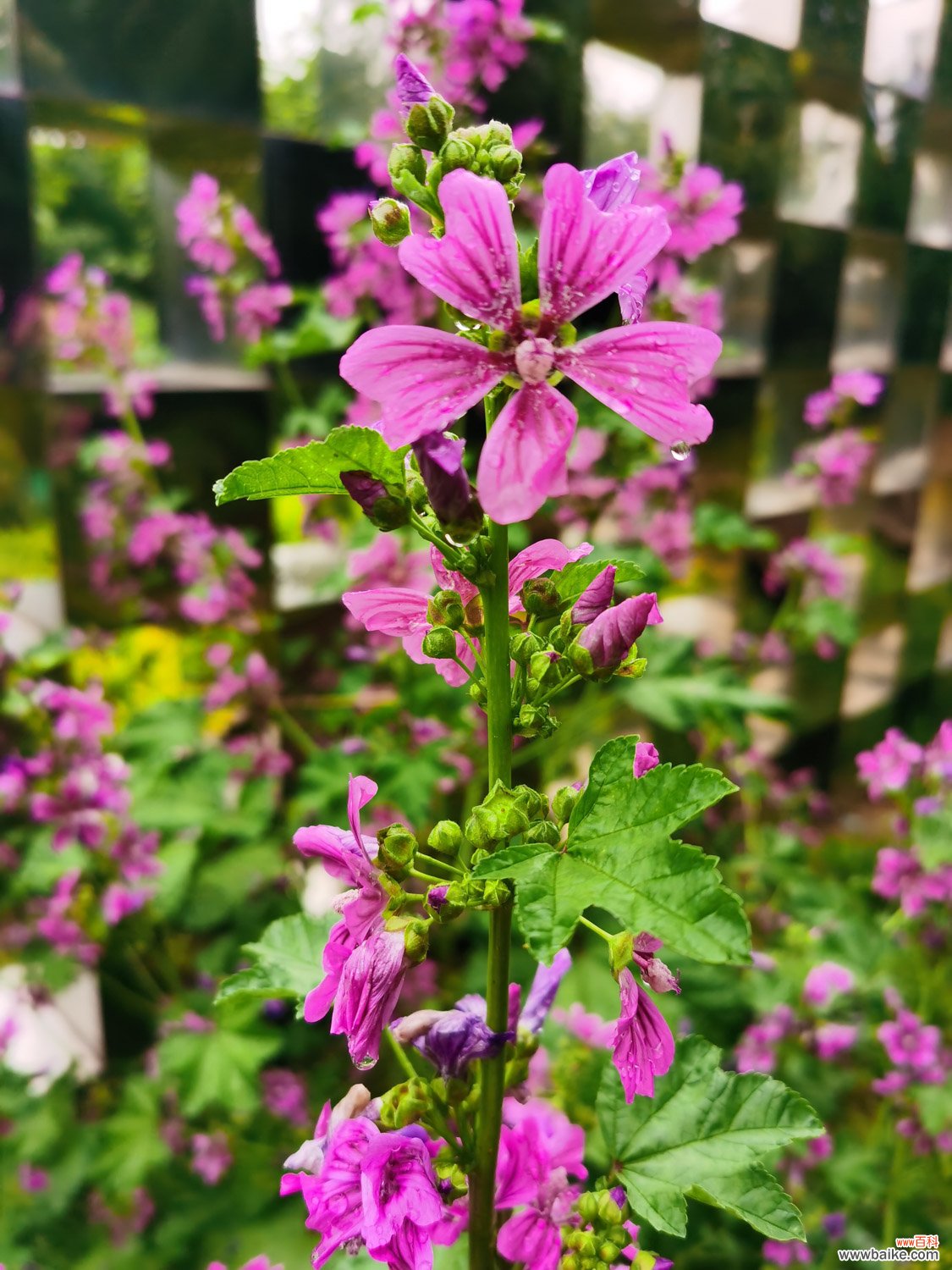 锦葵的花语和象征意义