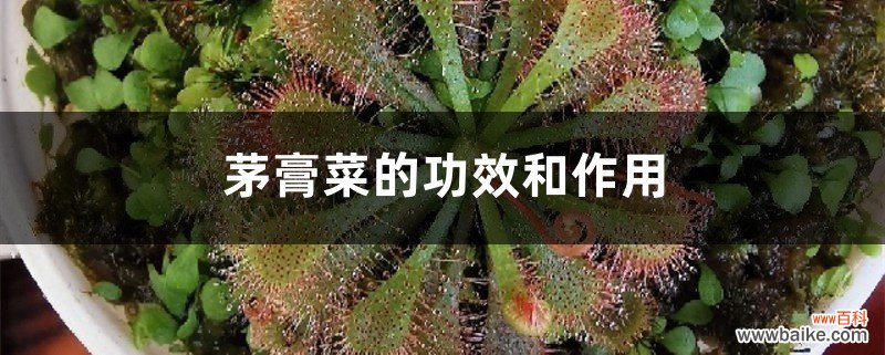 茅膏菜的功效和作用