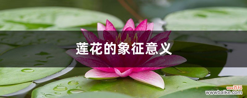 莲花的象征意义