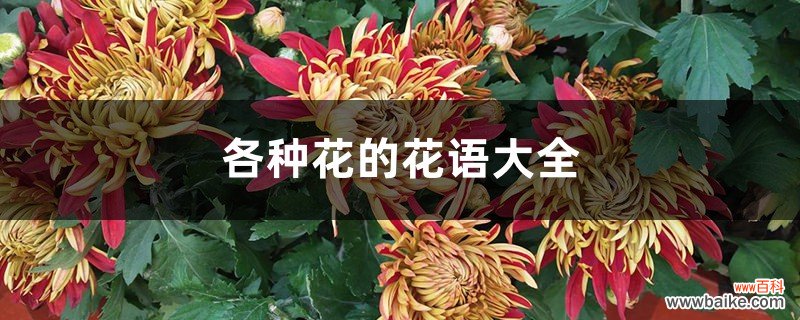 各种花的花语大全