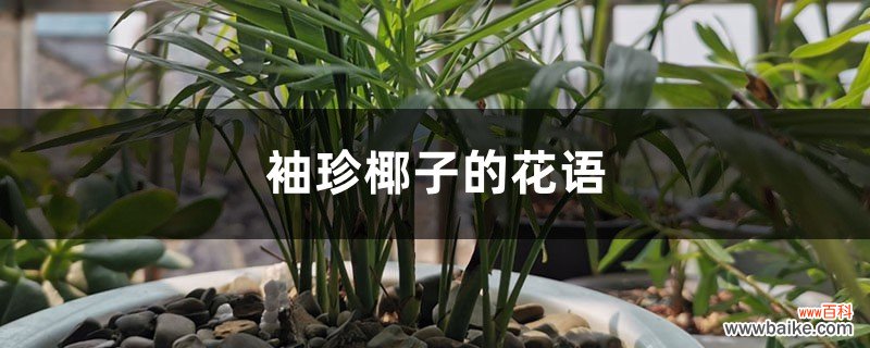 袖珍椰子的花语