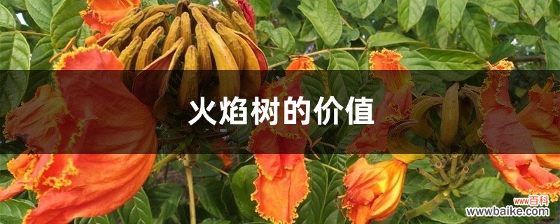 火焰树的价值