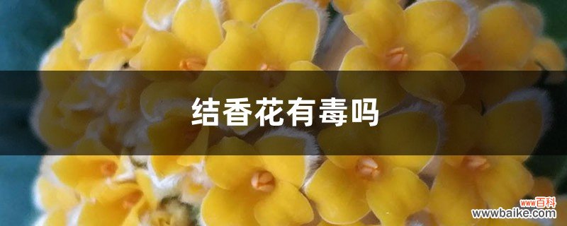 结香花有毒吗