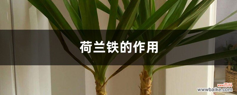 荷兰铁的作用