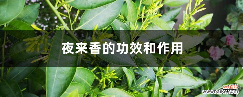 夜来香的功效和作用