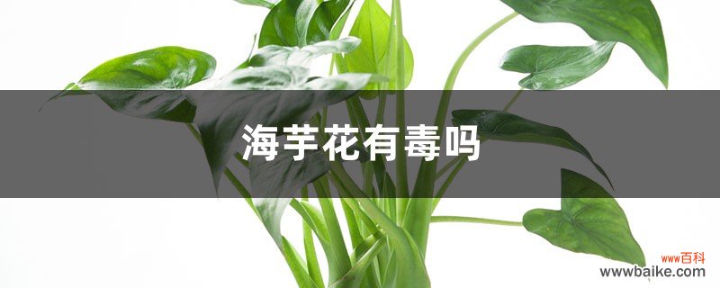 海芋花有毒吗