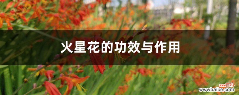 火星花的功效与作用