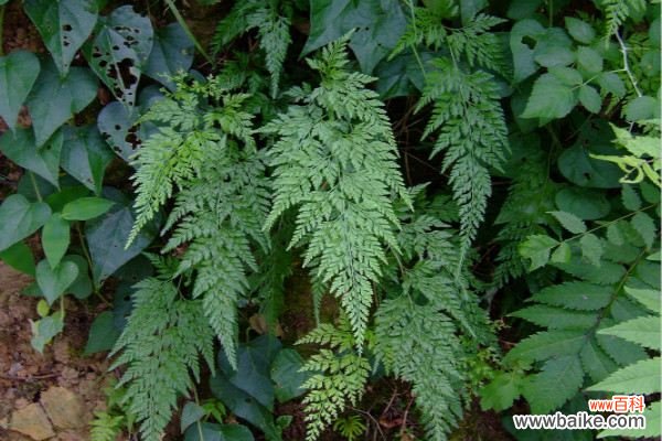 蕨类植物能净化空气吗？