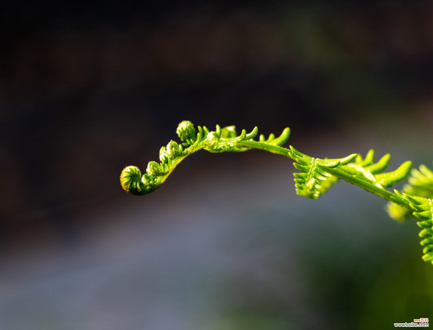 蕨类植物能净化空气吗？
