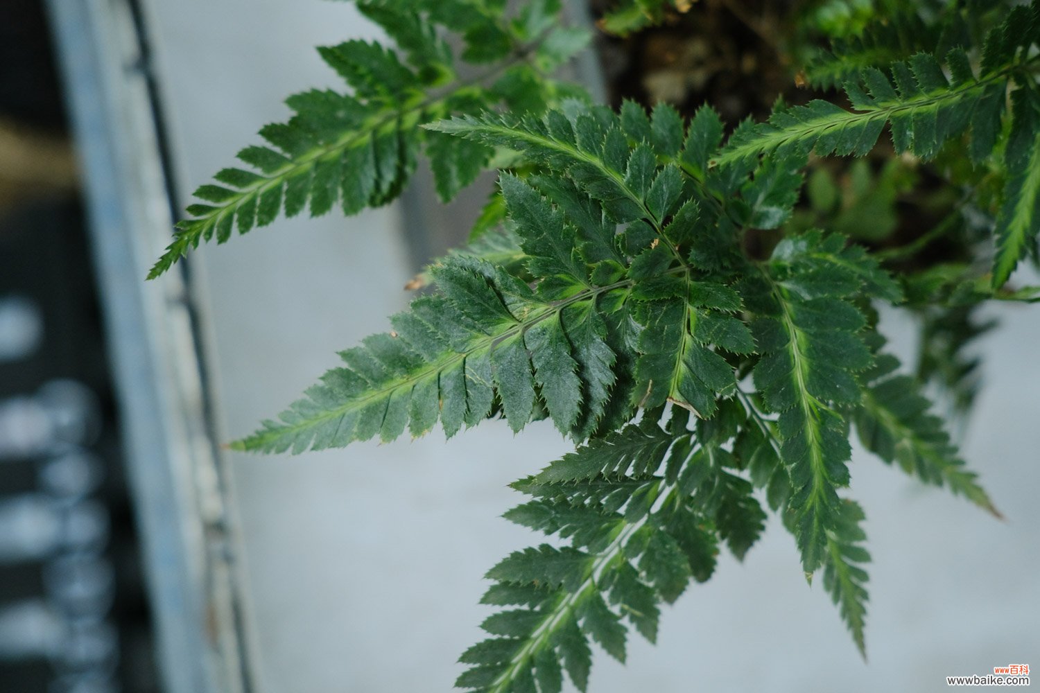 蕨类植物能净化空气吗？