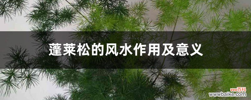 蓬莱松的风水作用及意义