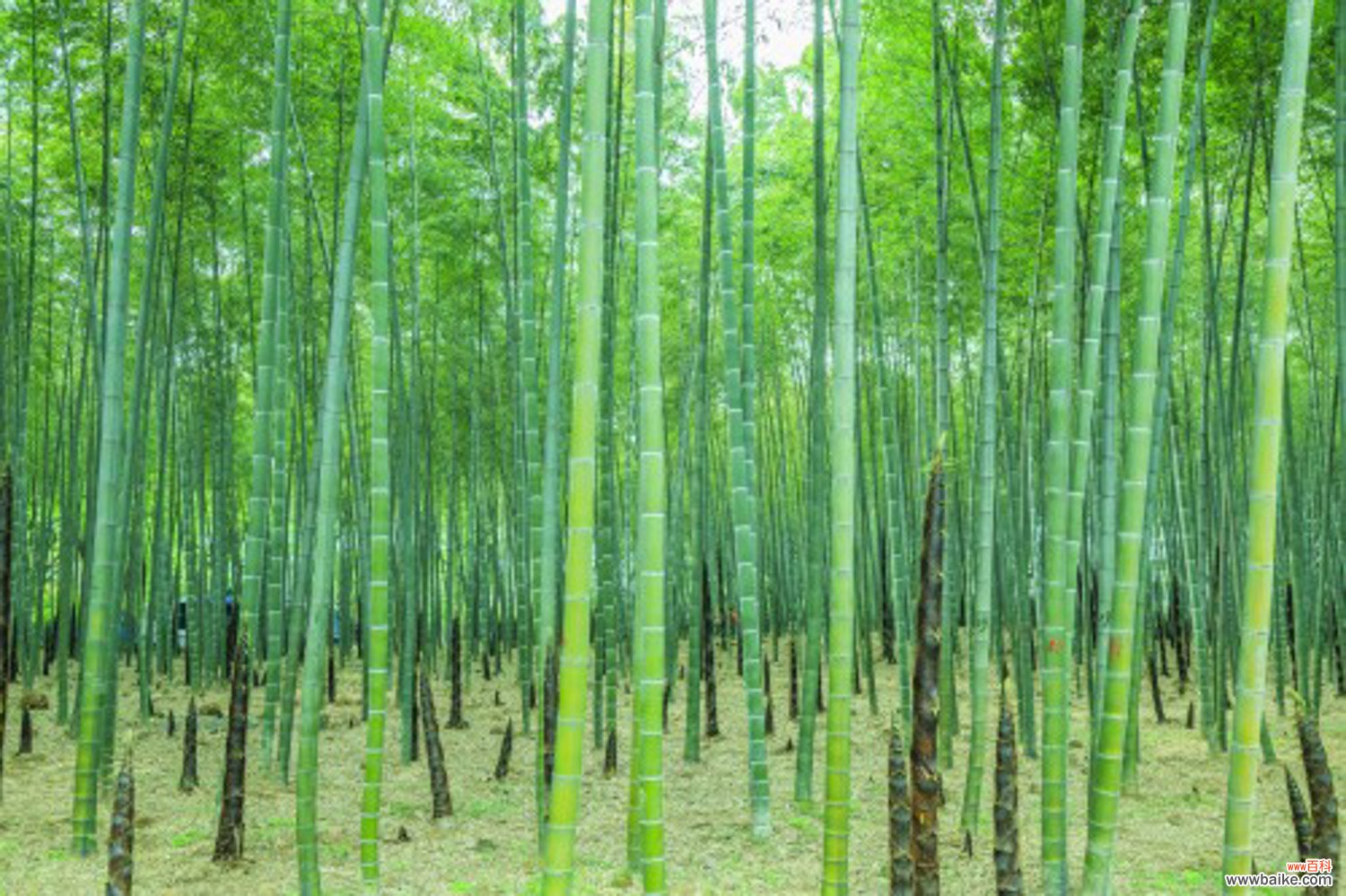 竹子有哪些应用价值