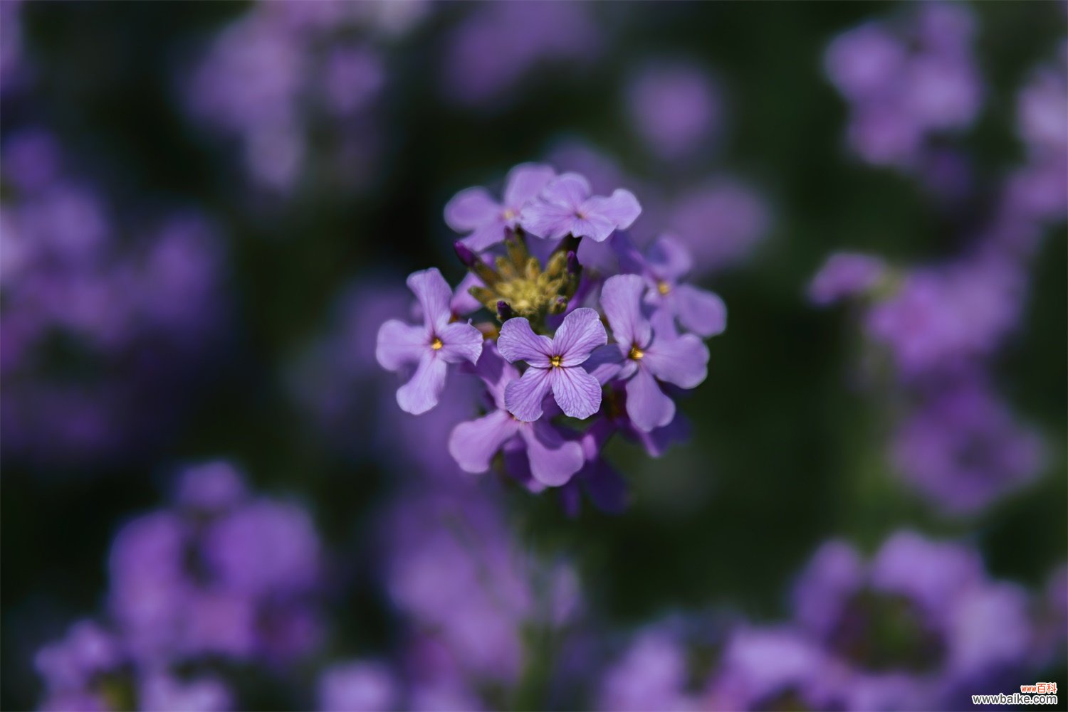 蓝香芥的花语和文化寓意