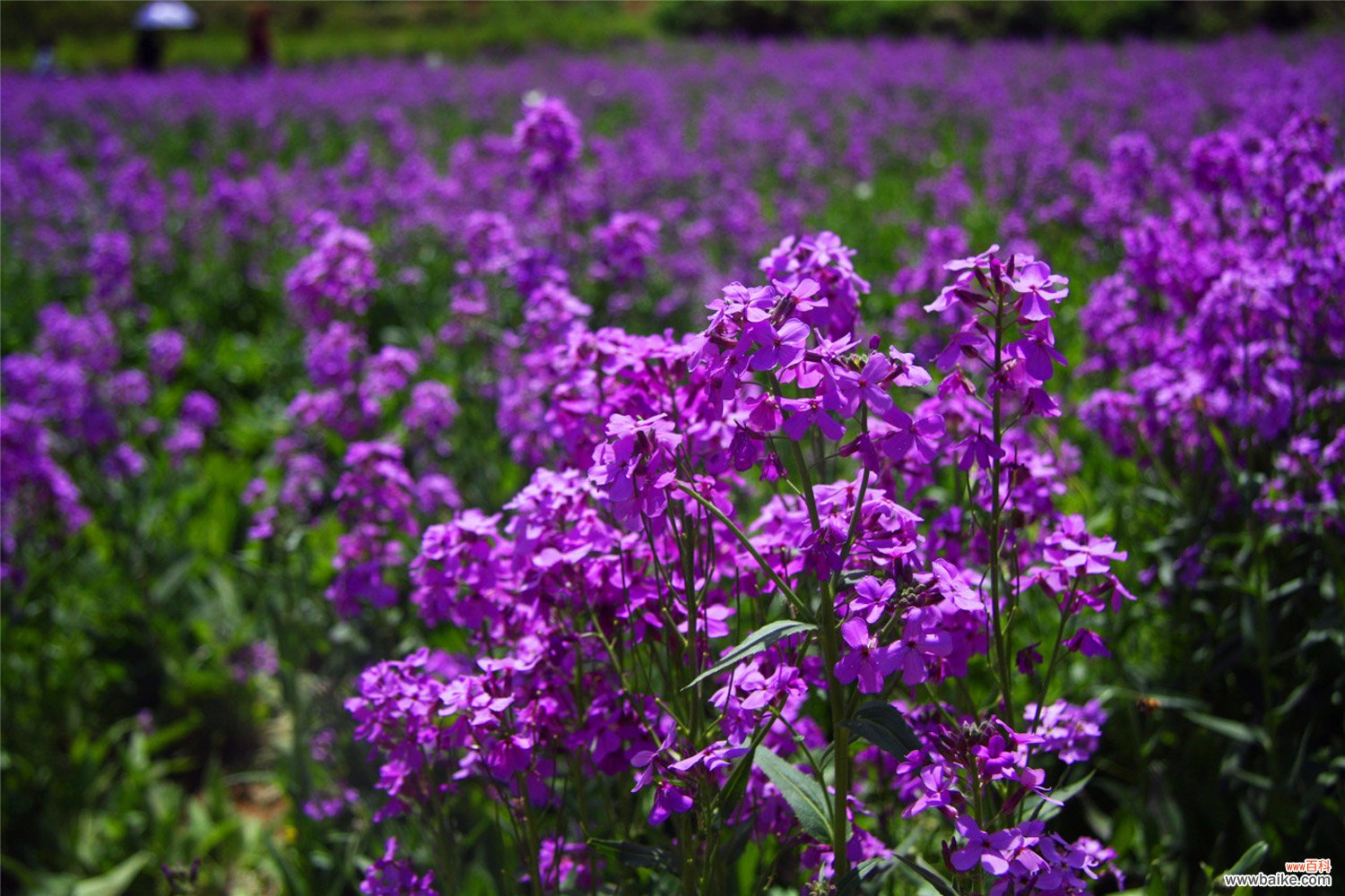 蓝香芥的花语和文化寓意