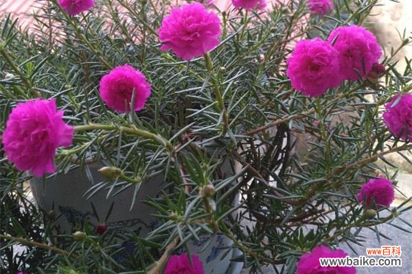 家里有孩子，这几种花你还敢养吗