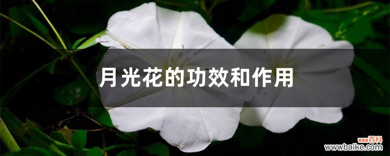 月光花的功效和作用