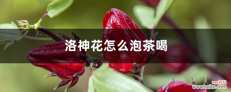 洛神花怎么泡茶喝