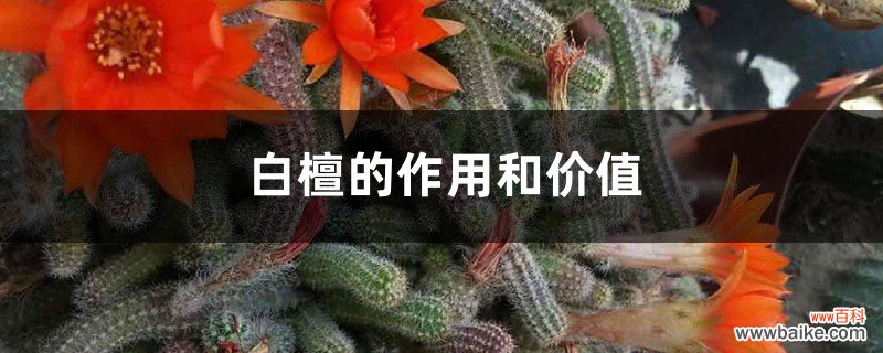 白檀的作用和价值