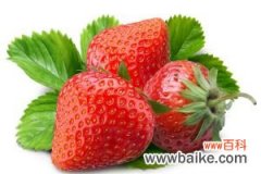 草莓的常见品种