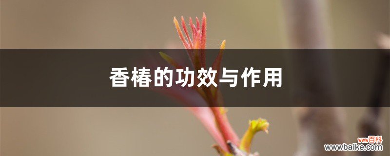 香椿的功效与作用