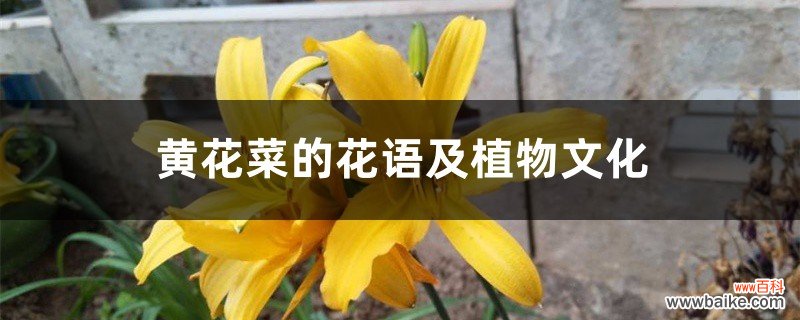 黄花菜的花语及植物文化