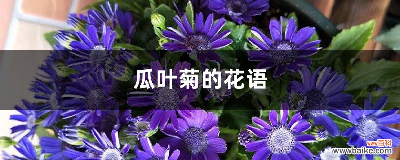 瓜叶菊的花语