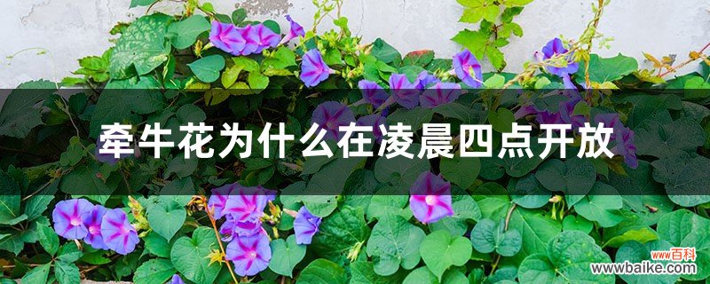 牵牛花为什么在凌晨四点开放