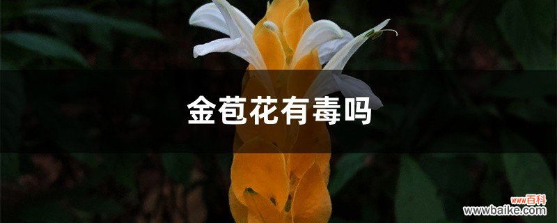 金苞花有毒吗