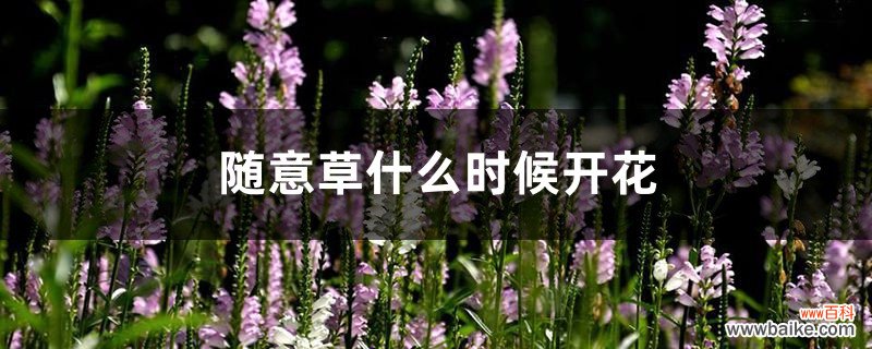 随意草什么时候开花