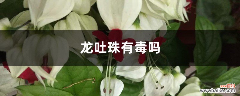 龙吐珠有毒吗