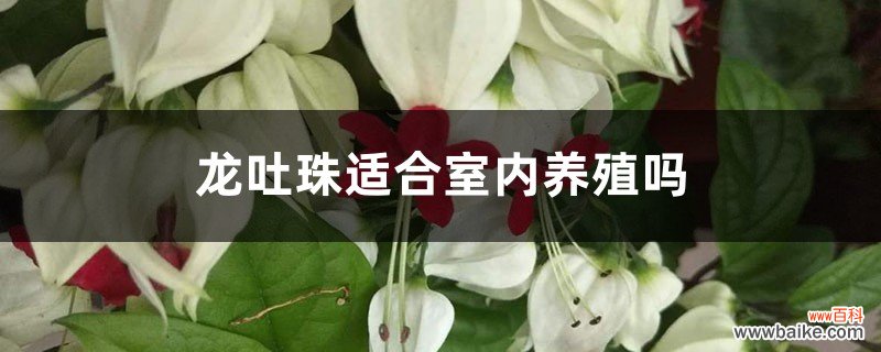 龙吐珠适合室内养殖吗