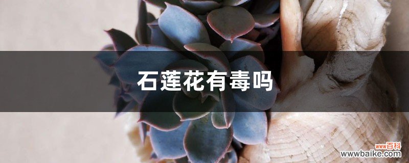 石莲花有毒吗