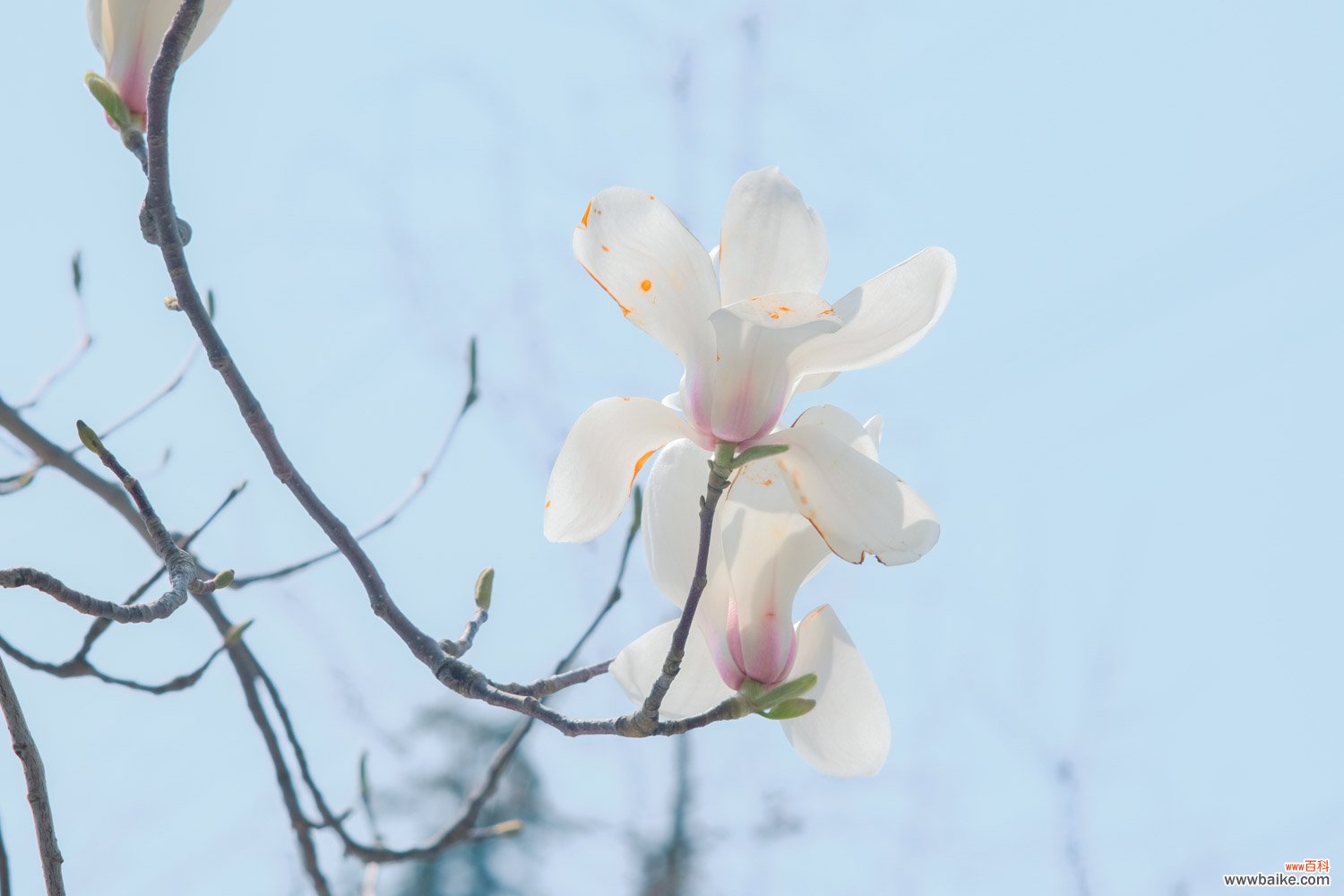 白玉兰的花期是什么时候