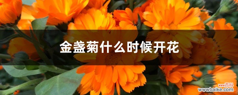 金盏菊什么时候开花