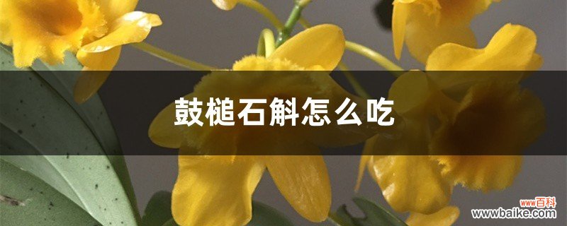 鼓槌石斛怎么吃