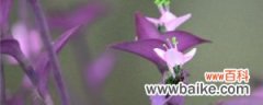 紫竹梅的花语